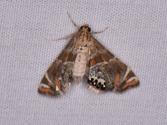 Petrophila jaliscalis