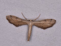 Euacidalia brownsvillea
