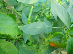 Aphis gossypii