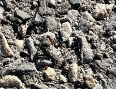 Formica fusca