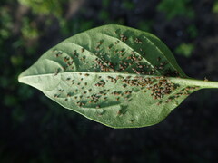 Aphis gossypii