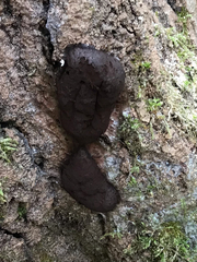 Hypoxylaceae