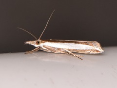 Crambus quinquareatus