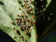 Aphis gossypii