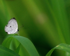 Neopithecops zalmora