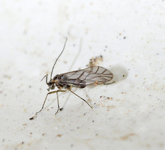 Mesopsocus immunis