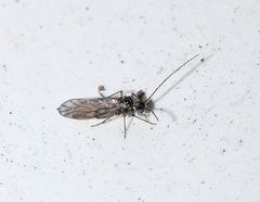 Mesopsocus immunis