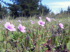 Erodium botrys
