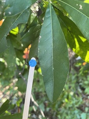 Quercus laurifolia