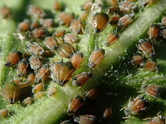 Aphis gossypii