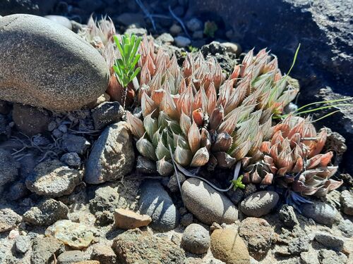 Haworthia cooperi 'Leightonii'