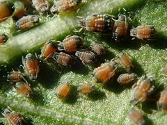 Aphis gossypii