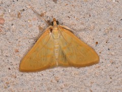 Helvibotys helvialis