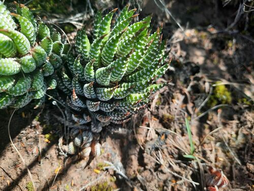 Haworthiopsis reinwardtii