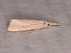 Eoreuma densellus