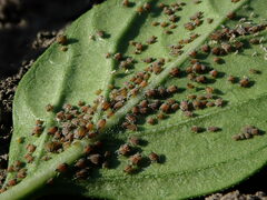Aphis gossypii
