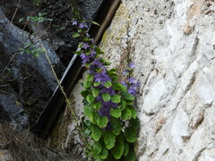 Campanula pyramidalis