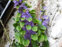 Campanula pyramidalis