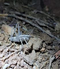 Tettigoniinae