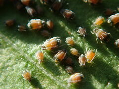 Aphis gossypii