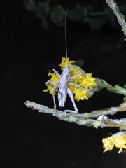 Tettigoniinae