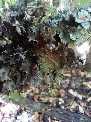 Parmotrema perforatum