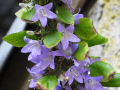 Campanula pyramidalis