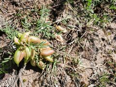 Lessertia frutescens