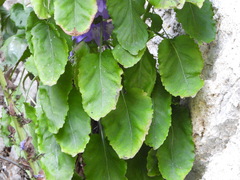 Campanula pyramidalis
