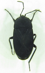 Aellopus atratus