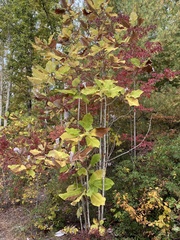 Magnolia macrophylla