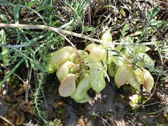 Lessertia frutescens