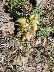 Lessertia frutescens