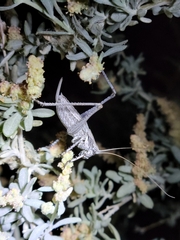Tettigoniinae