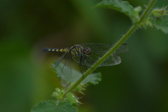 Brachydiplax sobrina