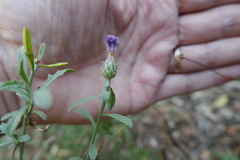 Centaurea aspera