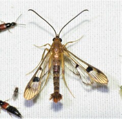 Synanthedon acerni