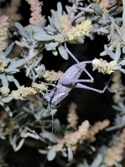 Tettigoniinae