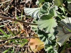 Pelargonium reniforme