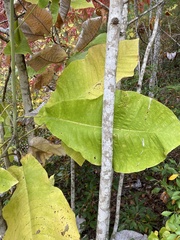 Magnolia macrophylla