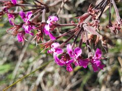 Pelargonium reniforme