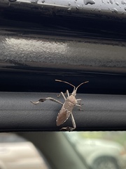 Leptoglossus oppositus