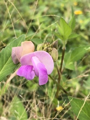 Vigna vexillata