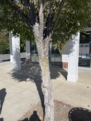 Zelkova