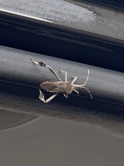 Leptoglossus oppositus