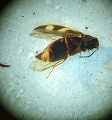 Eanus maculipennis