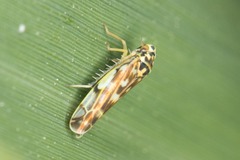 Eupteryx