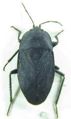 Aellopus atratus