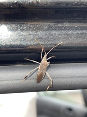 Leptoglossus oppositus