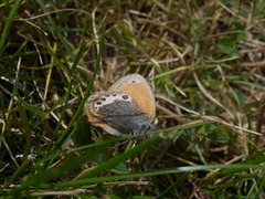 Coenonympha gardetta